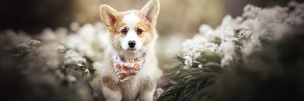 Welsh corgi pembroke, Kwiaty, Szczeniak, Pies