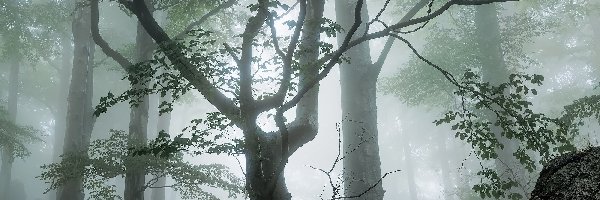 Las, Gałęzie, Drzewa, Mgła