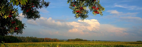 Jarzębina, Kukurydza, Pole, Drzewa