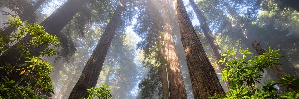 Przebijające światło, Drzewa, Stany Zjednoczone, Kalifornia, Sekwoje, Różanecznik, Park Narodowy Redwood, Las