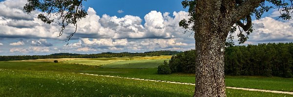 Trawa, Pole, Łąka, Gałęzie, Lato, Chmury, Drzewo, Droga