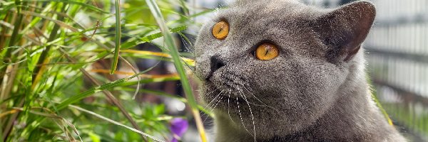 Trawa, Kot brytyjski krótkowłosy