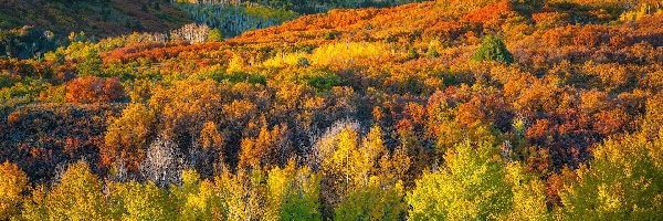 Drzewa, Góry, San Juan Mountains, Kolorado, Stany Zjednoczone, Las, Jesień
