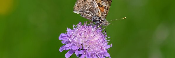 Driakiew, Rusałka osetnik, Motyl, Kwiat