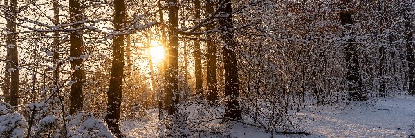 Las, Śnieg, Zima, Blask, Słoneczny