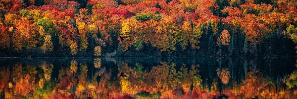 Jesień, Prowincja Ontario, Odbicie, Jezioro, Algonquin Provincial Park, Drzewa, Kolorowe, Kanada