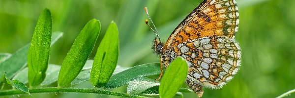 Przeplatka diamina, Listki, Roślina, Motyl