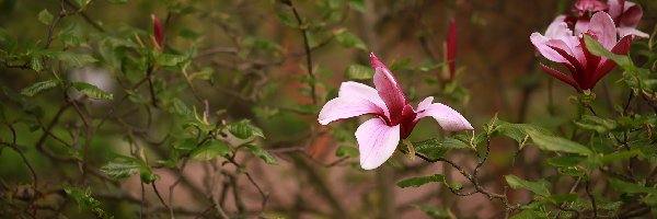 Kwiaty, Różowe, Magnolia purpurowa