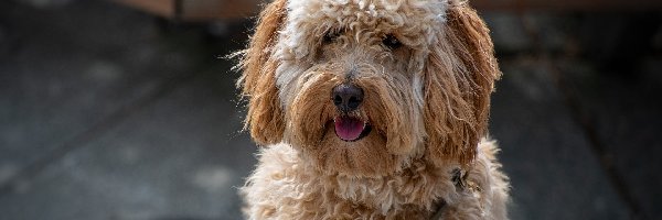 Hybryda, Labradoodle, Pies