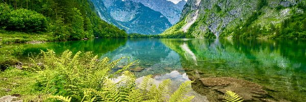 Drzewa, Góry, Niemcy, Bawaria, Alpy, Paprocie, Jezioro Obersee, Park Narodowy Berchtesgaden