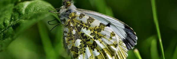 Zorzynek rzeżuchowiec, Motyl