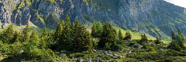 Kanton Sankt Gallen, Drzewa, Skały, Szwajcaria, Dolina, Góry Churfirsten