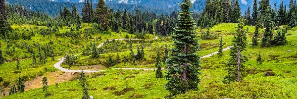 Łąka, Góry, Stany Zjednoczone, Stan Waszyngton, Tatoosh Range, Droga, Drzewa, Park Narodowy Mount Rainier