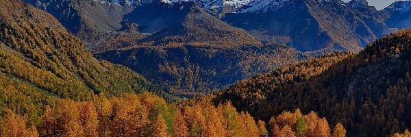 Drzewa, Góry, Szwajcaria, Kanton Gryzonia, Droga, Przełęcz, Passo del Bernina, Jesień