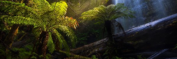 Paprocie, Zielone, Skały, Marriotts Falls, Wodospad, Australia, Tasmania, Drzewa, Park Narodowy Mount Field