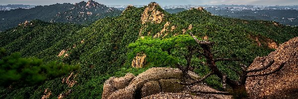 Park Narodowy Bukhansan, Mount Dobongsan, Skały, Góra, Korea Południowa, Sosna, Lasy