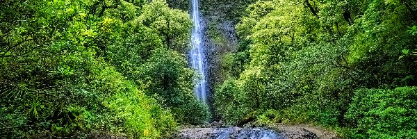 Wyspa Kauai, Las, Stany Zjednoczone, Skała, Wodospad, Hanakapiai Falls, Rzeka, Zielony, Drzewa, Hawaje