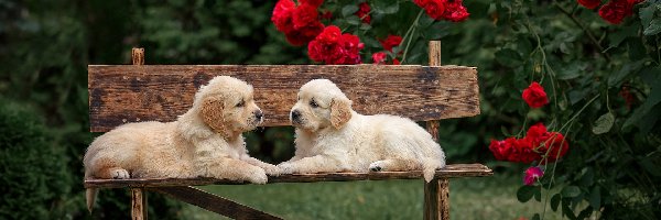 Kwiaty, Golden retriever, Ławka, Róże, Szczeniaki, Psy