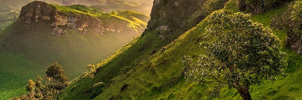 Wzgórza, Region Hawkes Bay, Drzewa, Dolina, Góry Te Mata Peak, Góry, Wschód słońca, Nowa Zelandia