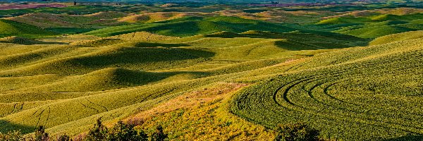 Region Palouse, Pola, Drzewa, Wzgórza, Lato, Stany Zjednoczone, Stan Waszyngton, Łąki, Whitman County