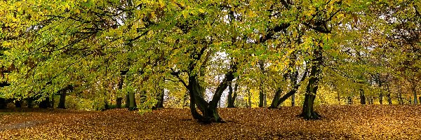 Park, Opadłe, Jesień, Drzewa, Liście