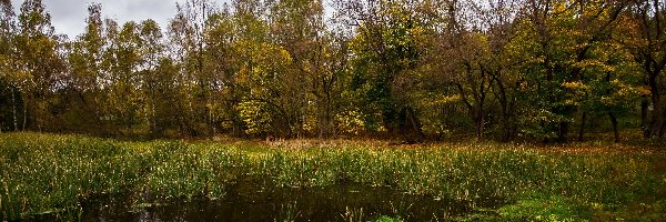 Bagno, Trawy, Drzewa, Jesień