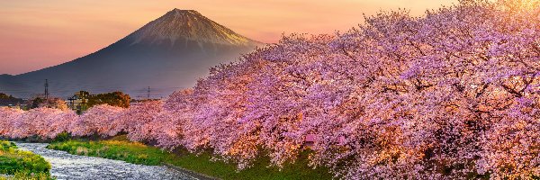 Okwiecone, Rzeka, Japonia, Shizuoka, Wiosna, Drzewa, Wiśnie japońskie, Góra Fudżi