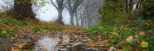 Kałuża, Trawa, Liście, Jesień, Mgła, Drzewa