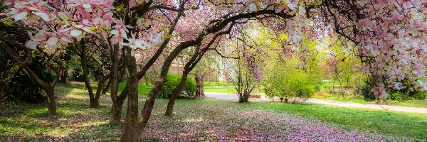 Magnolia, Kwitnąca, Park