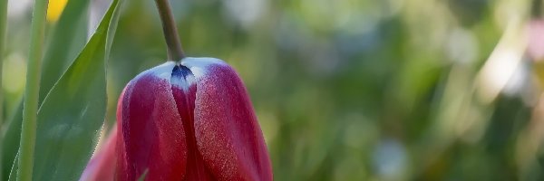 Liście, Tulipan, Kwiat