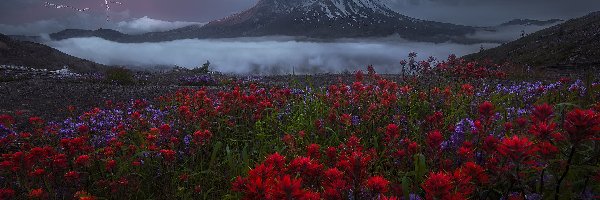 Mgła, Łąka, Góry Kaskadowe, Kwiaty, Stany Zjednoczone, Mount St Helens, Czerwone, Burza, Wulkan, Pioruny, Ciemne, Stan Waszyngton, Chmury