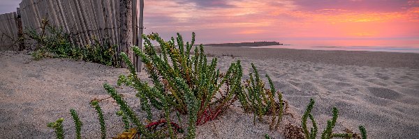 Ogrodzenie, Plaża, Portugalia, Grande Porto, Płot, Zachód słońca, Espinho, Roślina