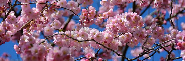 Drzewo owocowe, Różowe, Kwiaty, Niebo, Gałązki, Wiosna