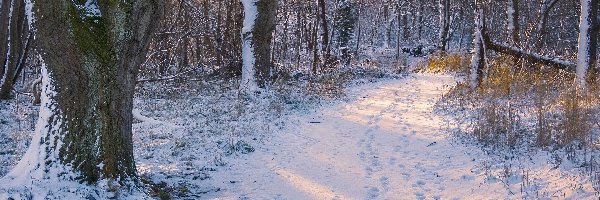 Droga, Ośnieżone, Drzewa, Ślady, Las, Zima