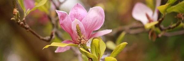 Magnolia, Gałązki, Kwiaty, Różowa