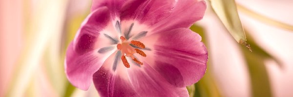 Rozkwitnięty, Tulipan, Kwiat