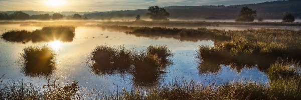 Jezioro, Trawa, Mgła, Wschód słońca, Kaczki