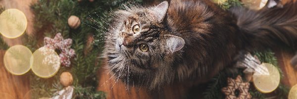 Maine coon, Dekoracja, Świąteczna, Kot