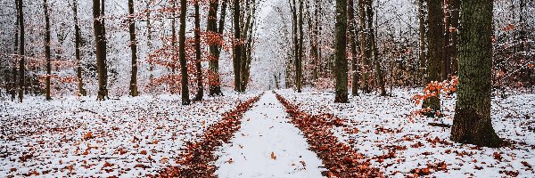 Śnieg, Las, Opadłe, Drzewa, Zima, Ścieżka, Liście