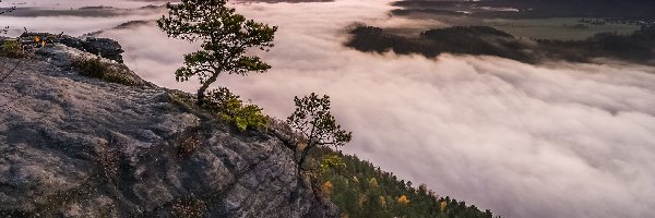 Park Narodowy Saskiej Szwajcarii, Saska Szwajcaria, Skały, Drzewa, Góry Połabskie, Mgła, Las, Niemcy