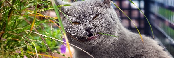 Trawa, Kot brytyjski krótkowłosy, Szary