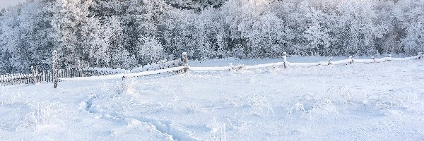 Drzewa, Ośnieżone, Śnieg, Ślady, Oszronione, Płot, Pole, Zima