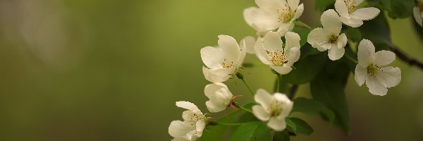 Białe, Jabłoń, Kwiaty, Zielone tło, Drzewo owocowe