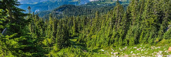 Łąka, Drzewa, Park Narodowy Mount Rainier, Waszyngton, Stany Zjednoczone, Góry, Kamienie, Stratowulkan Mount Rainier, Kwiaty