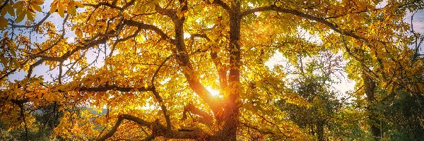 Kasztanowiec, Jesień, Promienie słońca, Drzewo