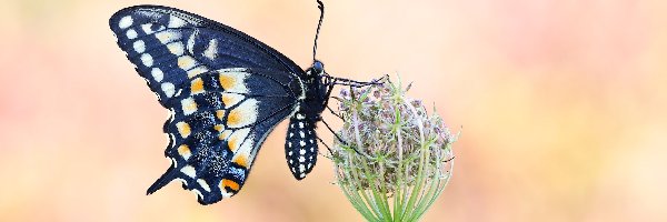 Motyl, Paź królowej, Czarny, Dzika marchew, Roślina