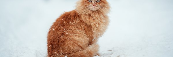 Siedzący, Kot, Rudy, Śnieg, Zima