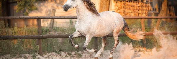 Ogrodzenie, Galop, Drzewa, Koń