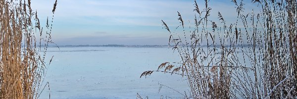 Zima, Jezioro, Śnieg, Trawa, Trzcina
