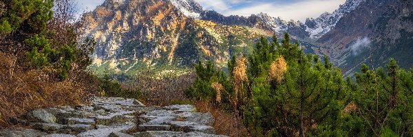 Droga, Kamienie, Drzewa, Tatry, Góry, Kamienna, Świerki